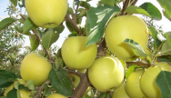 Саженцы яблони, сорт ГОЛДЕН ДЕЛИШЕС (подвой 54 118, полукарлик)