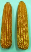 Гибрид кукурузы 