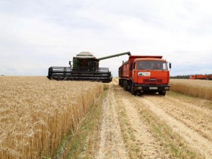 В Белгородской области нынешний урожай лучше, чем у соседей