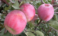 Саженцы яблони, сорт Флорина (подвой 62396, полукарлик)