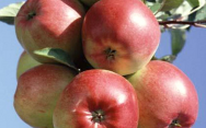 Саженцы яблони, сорт Лигол (подвой 54 118, полукарлик, подвой Р60, карлик)