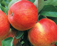 Саженцы яблони, сорт Эрли Женева (подвой 54 118, полукарлик)