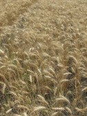 Пшеница озимая 