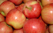 Саженцы яблони, сорт Гала (подвой 54 118, полукарлик)