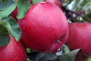 Саженцы яблони, сорт Хани Крисп (подвой 54 118, полукарлик; подвой Р60, карлик)